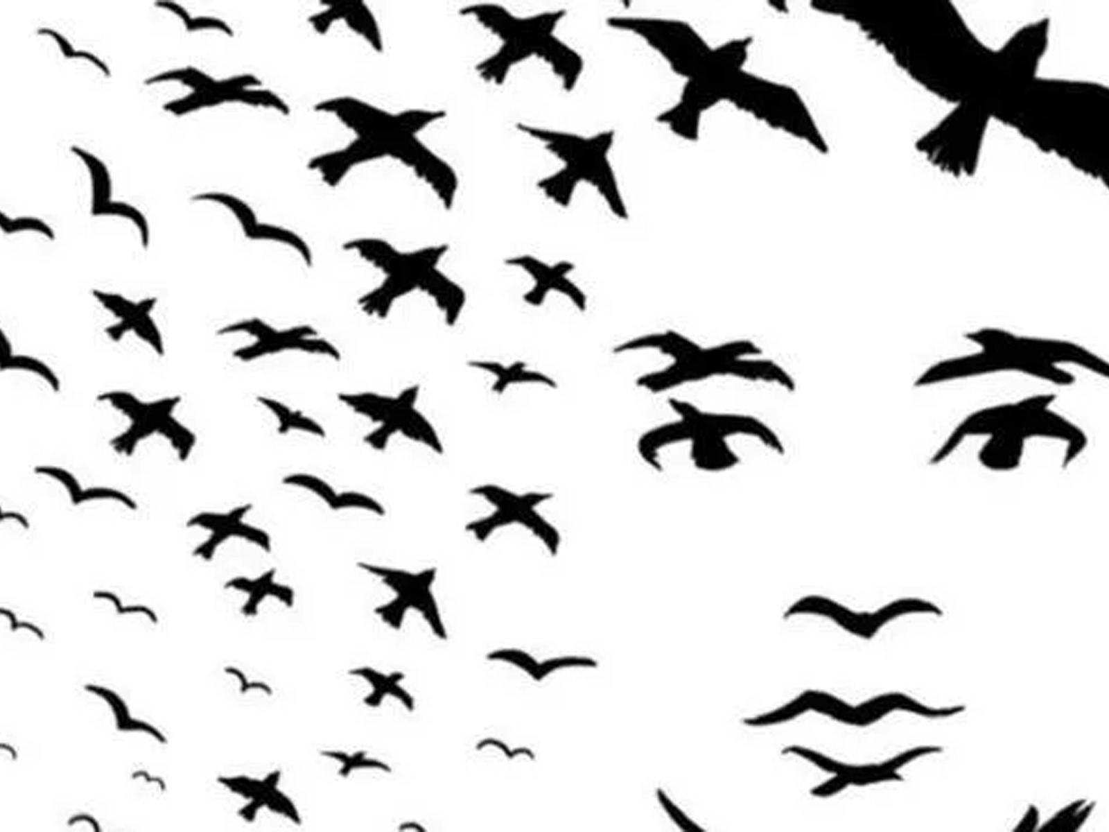 TEST VISUAL | ¿Aves o un rostro? Esta prueba revelará detalles de tu personalidad. | genial.guru