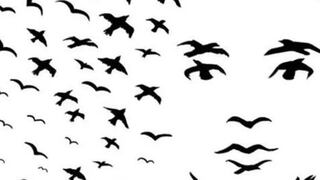 ¿Aves o rostro? Lo que hayas visto primero te ayudará a descubrir los secretos de tu personalidad