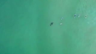 El impresionante tiburón que hizo pasar un mal momento a estos surfistas en Sudáfrica