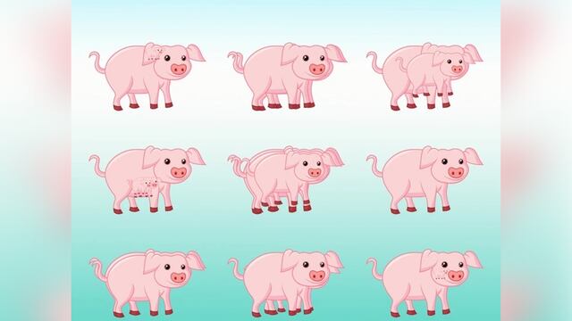 Desafío de inteligencia: ¿cuántos cerdos logras ver en 15 segundos?