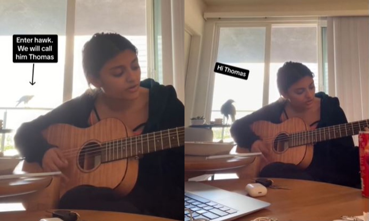 VIDEO VIRAL | El halcón no mostró miedo de toparse con la humana en su búsqueda de comida. (Foto: @nikkikundanmal/TikTok)