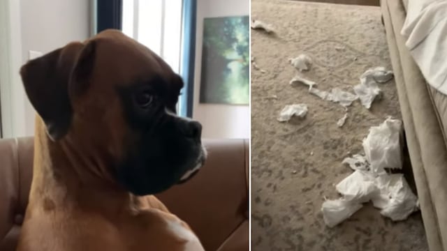 La hilarante reacción de un perro al intentar disimular que no causó un desastre en casa es viral en redes