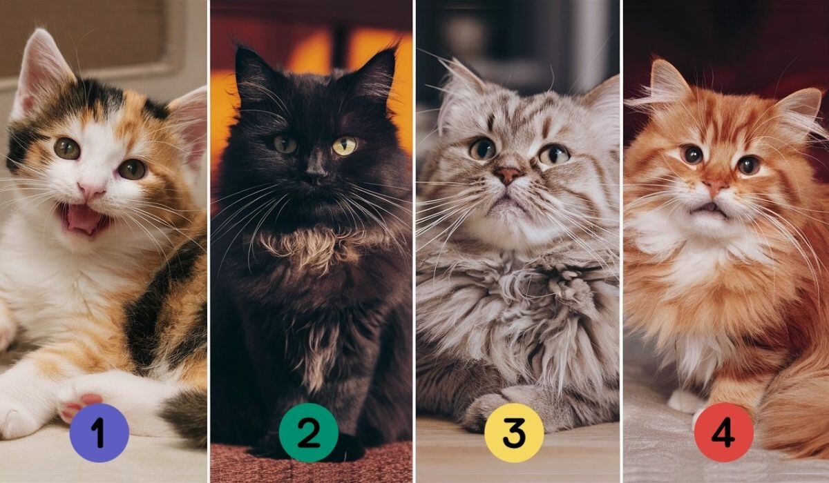 Escoge un gato en esta imagen para descubrir si eres una persona desinteresada (Foto: Depor).