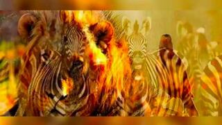 El primer animal que veas te hará descubrir una característica oculta de tu personalidad