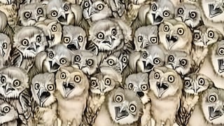 Reto visual: encuentra al gato oculto entre los búhos en menos de 10 segundos