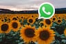 WhatsApp: mejores imágenes para compartir en la app por primavera