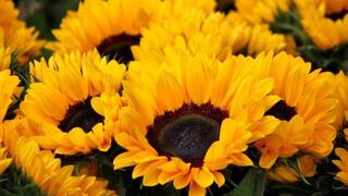 ¿Por qué se regalan flores amarillas el 21 de marzo? Origen y qué significa este gesto