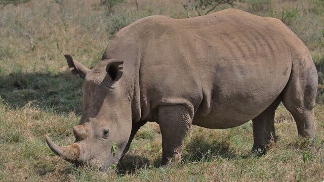 Joven es criticado por entrar al espacio de unos rinocerontes para grabar un video que después publicó en TikTok 