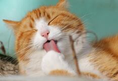 Por qué el Día Internacional del Gato se celebra el 8 de agosto