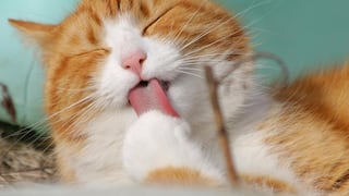 Por qué el Día Internacional del Gato se celebra el 8 de agosto