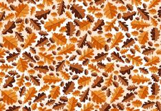 Demuestra tu agudeza visual encontrando la bellota entre las hojas en 28 segundos