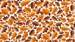 Demuestra tu agudeza visual encontrando la bellota entre las hojas en 28 segundos