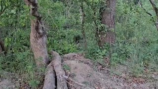 Descubre al tigre oculto: ¿Puedes detectarlo en los arbustos en solo 9 segundos?