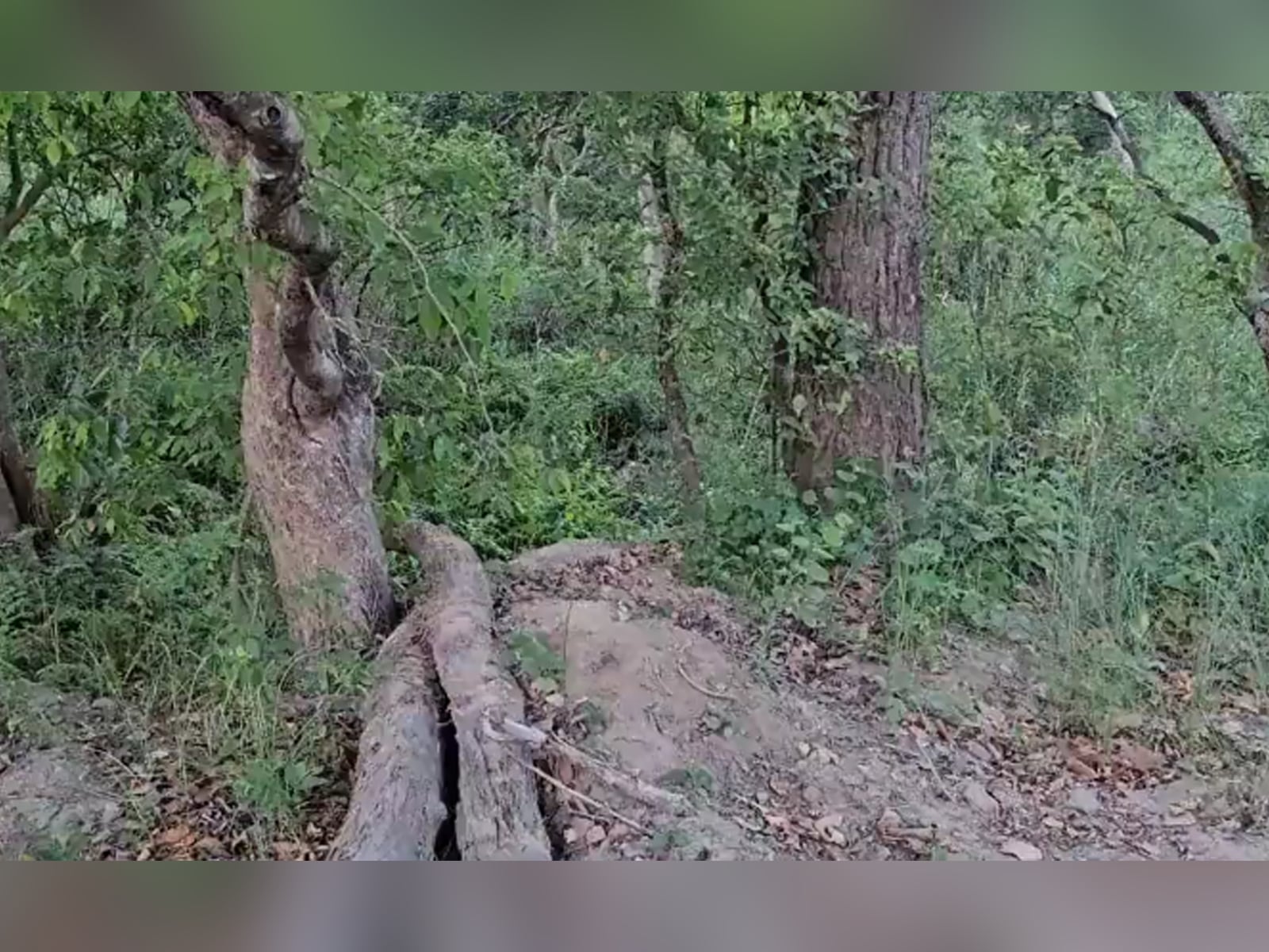 DESAFÍO VISUAL | tienes una visión 20/20 si puedes ver al tigre merodeando entre la maleza en solo 10 segundos