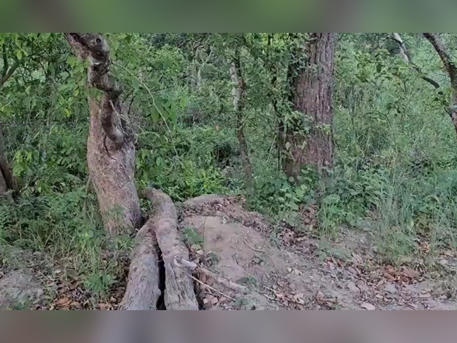 DESAFÍO VISUAL | Tienes una visión 20/20 si puedes ver al tigre merodeando entre la maleza en solo 10 segundos