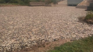 Escena apocalíptica: aparecen millones de peces muertos por falta de agua en un río de Argentina
