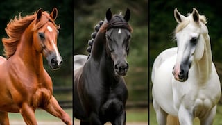 Descubre si tienes carácter fuerte eligiendo uno de los tres caballos en la imagen