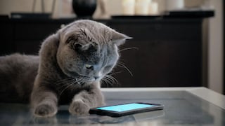 Cuatro apps de Android para celebrar el Día Internacional del Gato