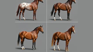 Elige un caballo de la imagen para descubrir si eres un líder nato