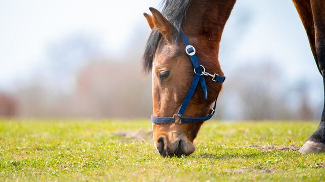 ¿Cuál es la dieta del caballo y es realmente efectiva para bajar de peso de manera rápida?