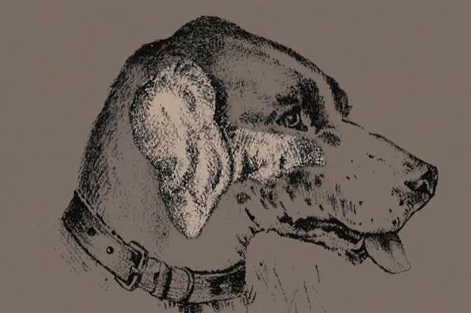 Respuesta de acertijo visual: Encuentra el rostro oculto en el dibujo del perro: solo un 3% lo consiguen al primer intento (Foto: GenialGuru)