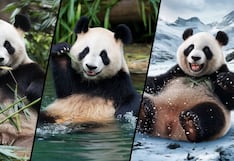 Descubre si eres una persona amigable con tan solo elegir uno de los osos panda