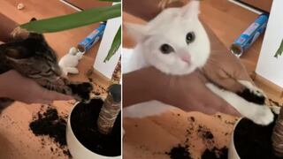 Un VIDEO VIRAL te enseña el tierno CASTIGO a dos traviesos GATOS