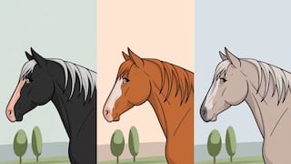 Choose one of the horses in this image to discover how far you will go in life