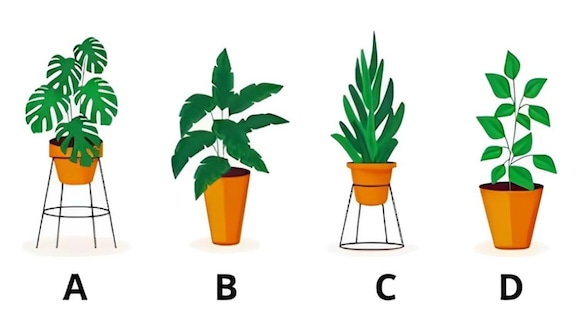Test visual: elige una de las plantas en esta imagen para descubrir si eres una persona sumisa (Foto: Namastest).