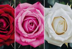 Escoge una de las rosas en la imagen para conocer quién quiere traicionarte