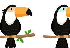 Encuentra las 5 diferencias del tucán en 15 segundos y demuestra tu agilidad visual