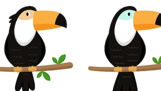 Encuentra las 5 diferencias del tucán en 15 segundos y demuestra tu agilidad visual