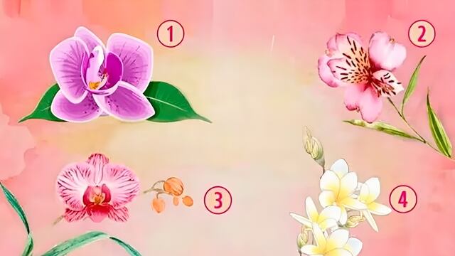 Test de personalidad: descubre qué piensan de ti, según la orquídea que eliges