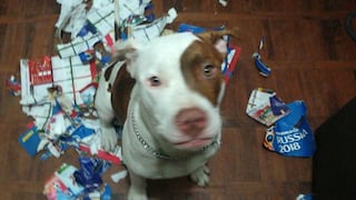 Facebook viral: un perro y un álbum Panini destrozado alborotan las redes [FOTOS]