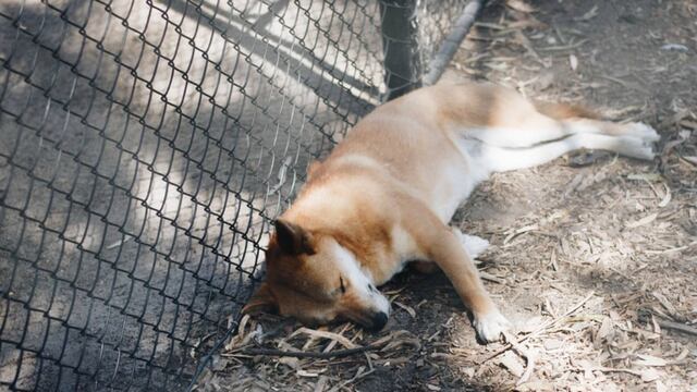 Águila deja caer un “perro”, lo salvan y luego hacen un extraordinario hallazgo