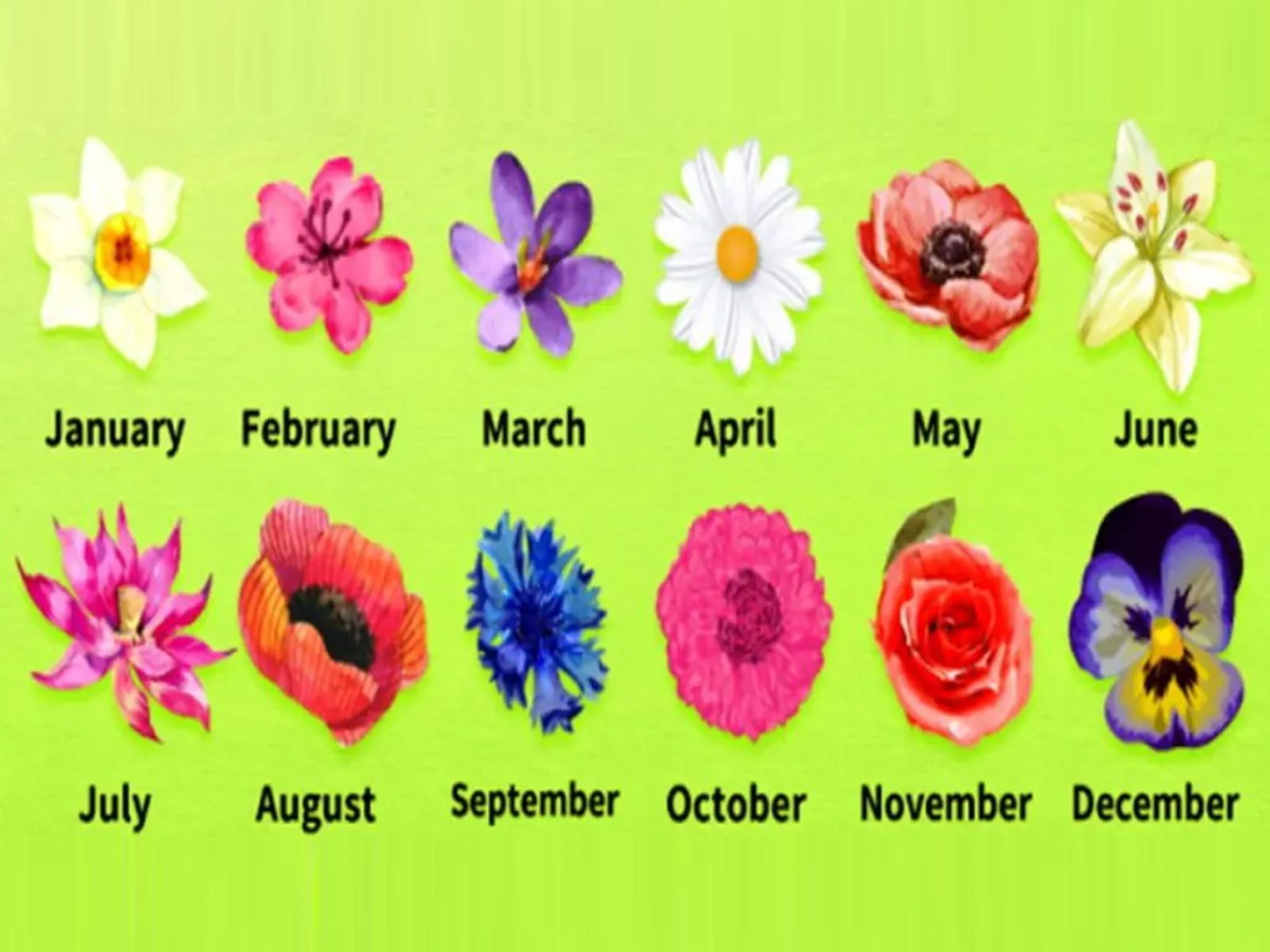 TEST VISUAL | En esta imagen hay muchas flores. Cada una representa un mes. (Foto: namastest.net)