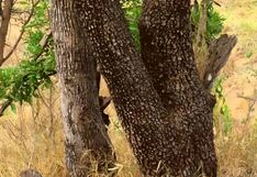 Encuentra al guepardo oculto ¡Solo un 1% de usuarios lo logra a la primera!