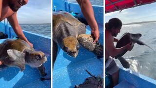 Surfistas son felicitados por miles de usuarios tras ayudar a una tortuga en medio del mar
