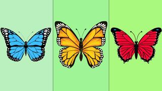 ¿Qué destaca de ti ante los demás? Elige una de las mariposas y descúbrelo