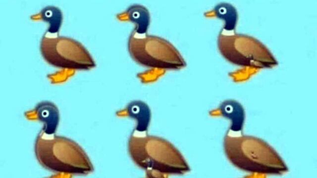 ¿Cuántos patos ves en la imagen? Pocos han logrado superar este reto viral 