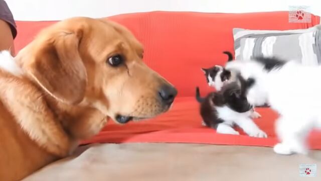 Perro ‘adopta’ a unos gatitos abandonados y los cuida como si fueran sus hijos