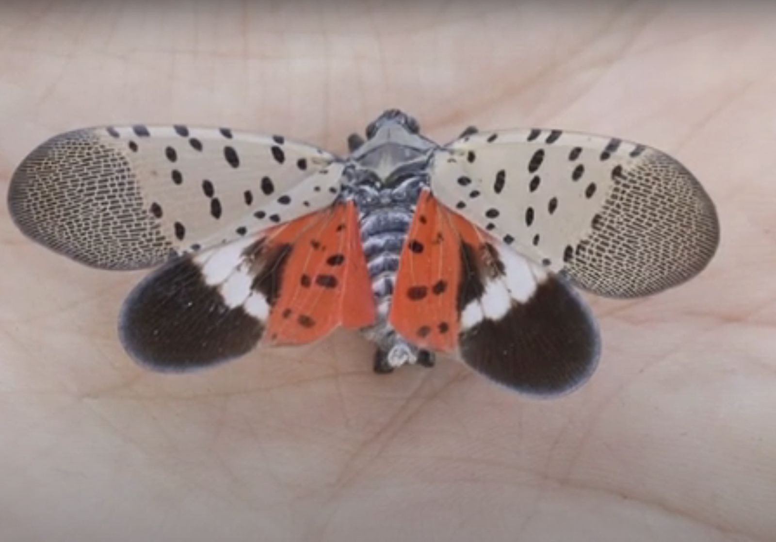 Mosca linterna moteada es una plaga que afecta varios estados del este de Estados Unidos (Foto: Usda)