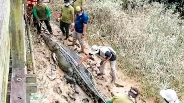 Joven estaba desaparecido por 14 días y hallaron sus restos dentro de un enorme cocodrilo 