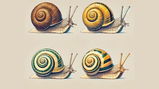 Elige un caracol y descubre los secretos de tu personalidad