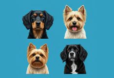 Elige tu perro favorito en esta imagen y descubre lo que revela sobre ti