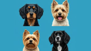 Elige tu perro favorito en esta imagen y descubre lo que revela sobre ti