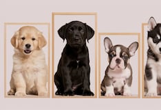 Descubre si eres una persona soñadora con tan solo elegir un cachorro en la imagen