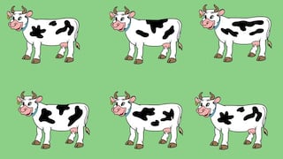 Si tienes un ojo entrenado, el viral es para ti: ubica la vaca que no es igual a las demás [FOTOS]