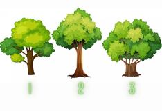 Descubre tu rasgo más dominante al seleccionar uno de estos árboles