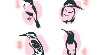 Conoce aspectos importantes de tu personalidad con solo elegir un colibrí